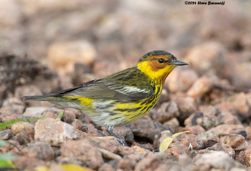 _B248938 cape may warbler.jpg